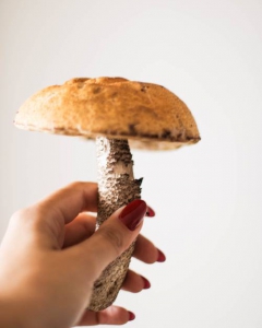 Will Mushrooms become new beauty trend?