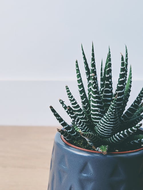 3 best indoor plants for mental health