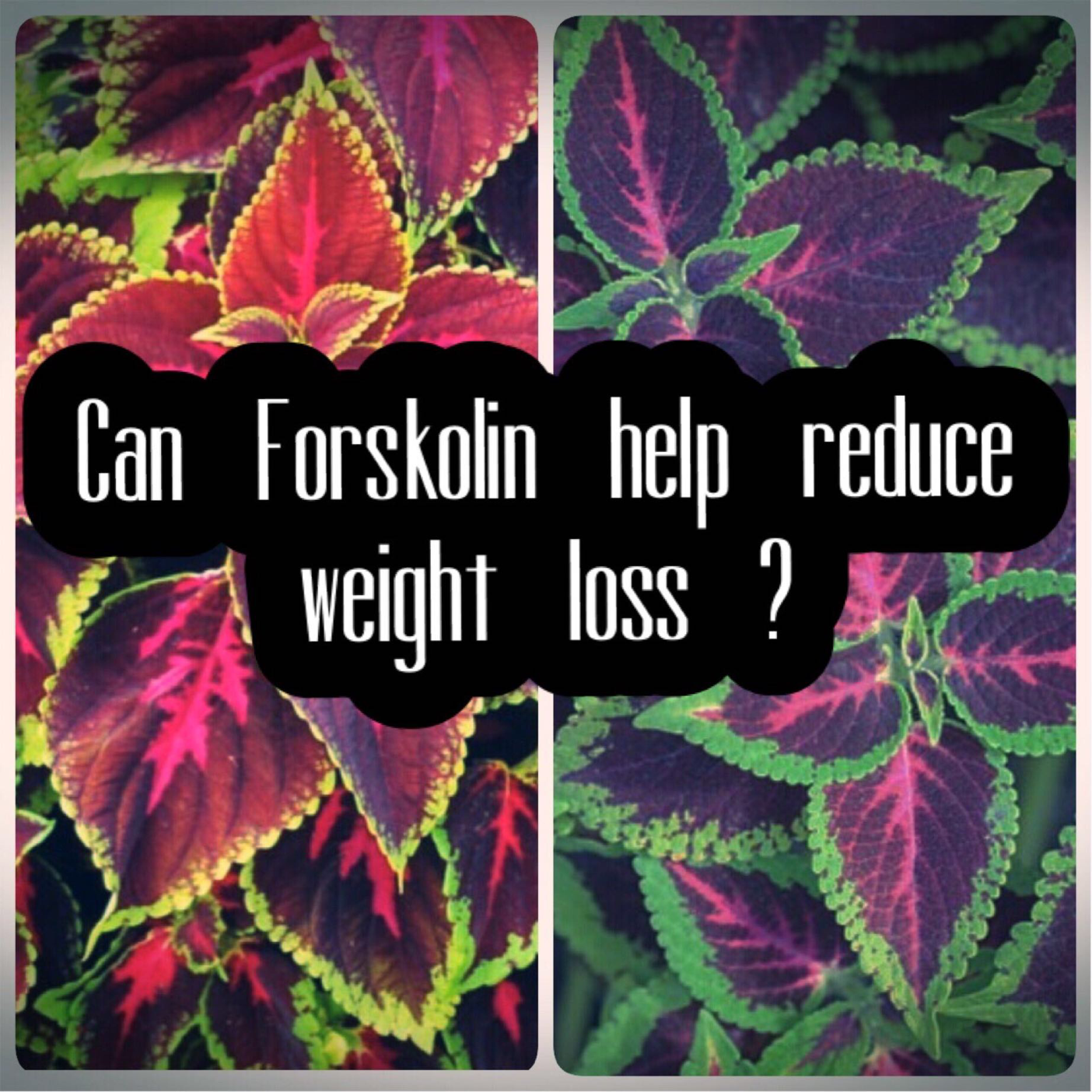 Can Forskolin help reduce weight loss?