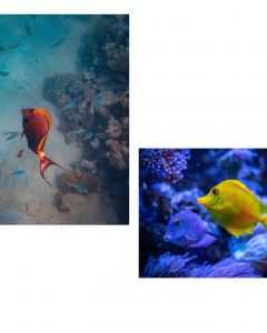 Protection and conservation of coral reefs