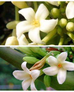 Papaya male flowers make it the best plant for medicine