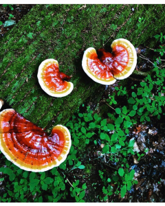 Do you know about Reishi mushroom benefits?