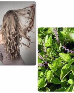 5 HERBS FOR HAIR GROWTH AND THICKNESS YOU MAY NOT KNOW ABOUT