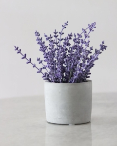 7 Best Flowering Indoor Plants that Clean the Air and Remove Toxins