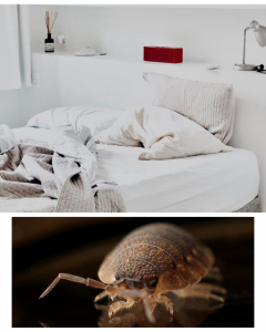 BABY BED BUGS: HOW TO RECOGNIZE AND GET RID OF BABY BED BUGS