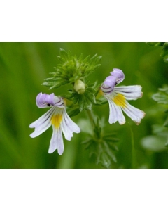 Eyebright: A power herb for eye health