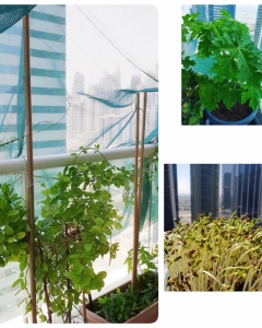 Garden trend on balconies in Dubai