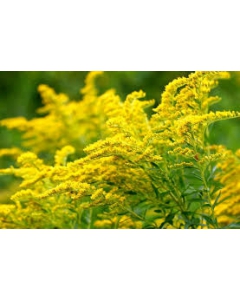 Goldenrod medicinal uses