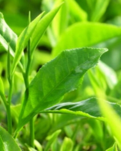 Green tea plant and benefits