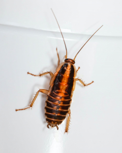 HOW TO GET RID OF COCKROACHES: TOP 9 NATURAL WAYS