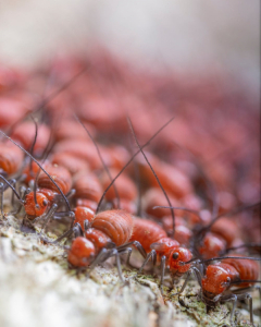 How to Get Rid of Termites Naturally – 5 effective methods