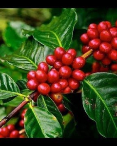 Origin of coffee plant