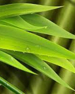 Reveal 10 benefits of bamboo leaves