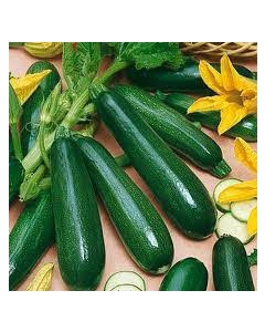 ZUCCHINI: GREAT FOODS FOR A HEALTHY DIET AND WEIGHT LOSS